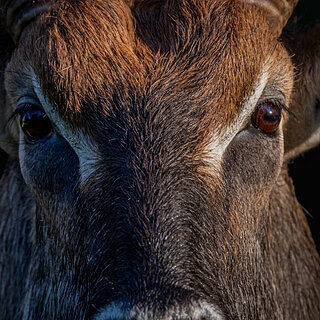 Mount Kenya NP - Close-up of waterbok